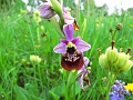 36_Ophrys bourdon_7